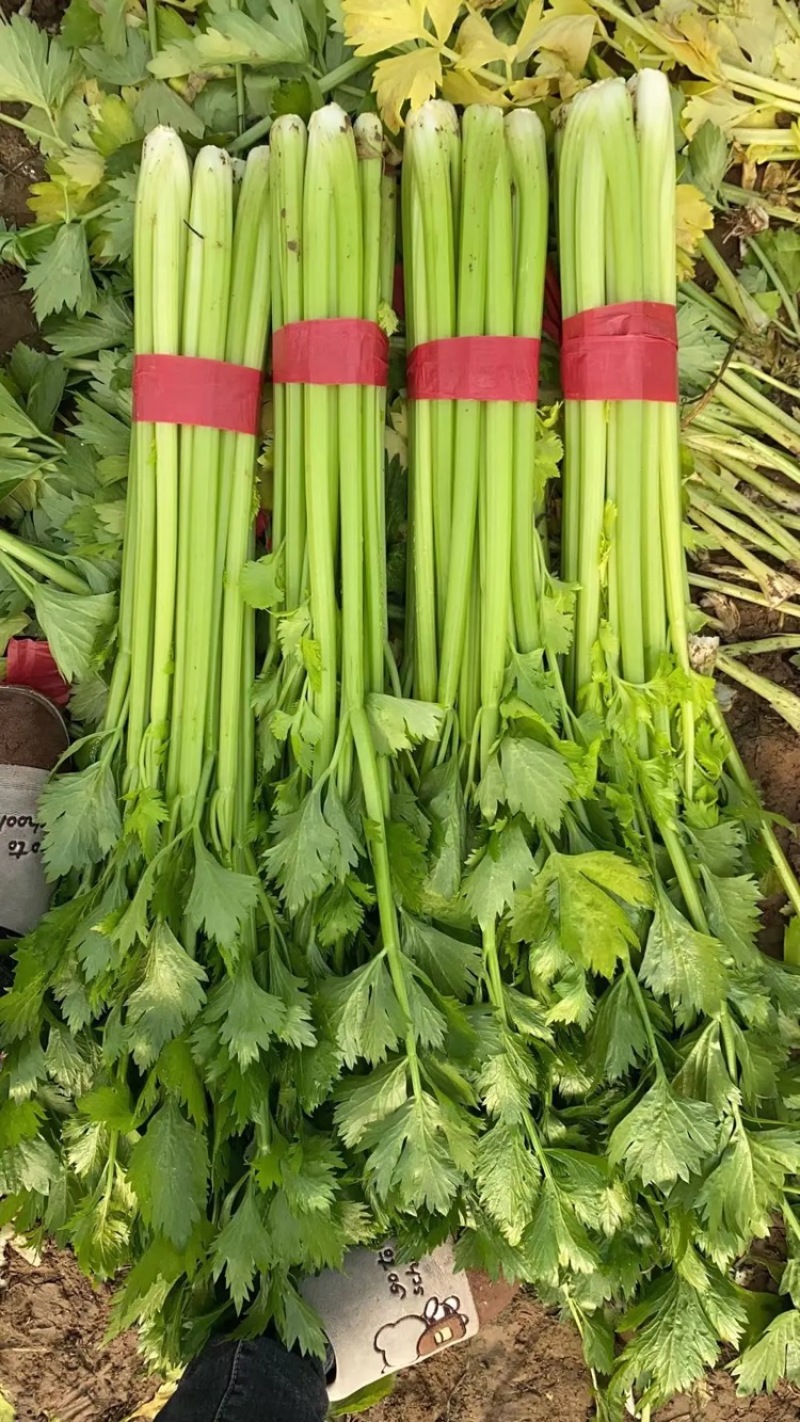 精品皇后芹菜，粗细颗！大量上市中！货源充足诚信经营！