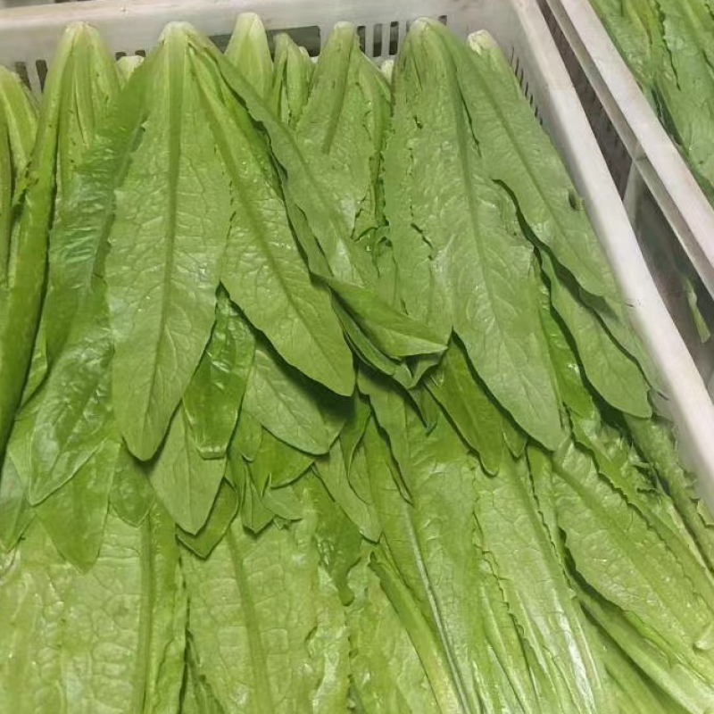 【精品】油麦菜新鲜供应批发档口商超市场供应链价低