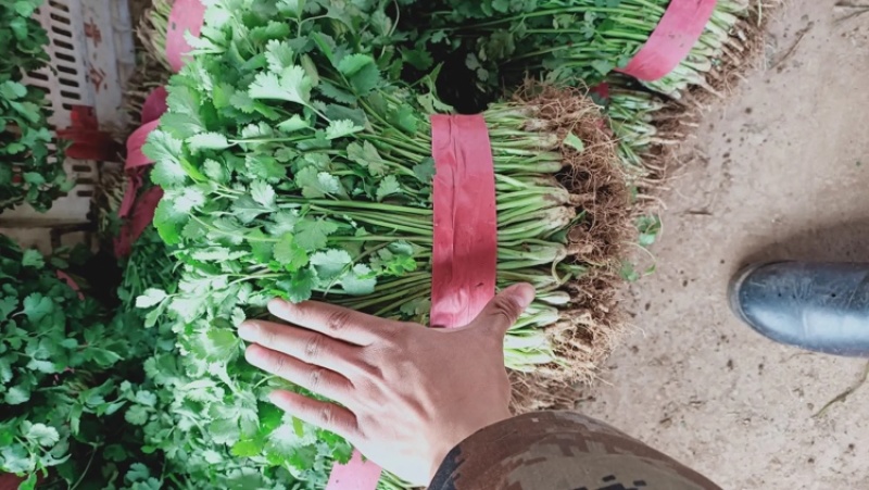 精品大叶香菜，常年供应大叶香菜以及各种蔬菜。