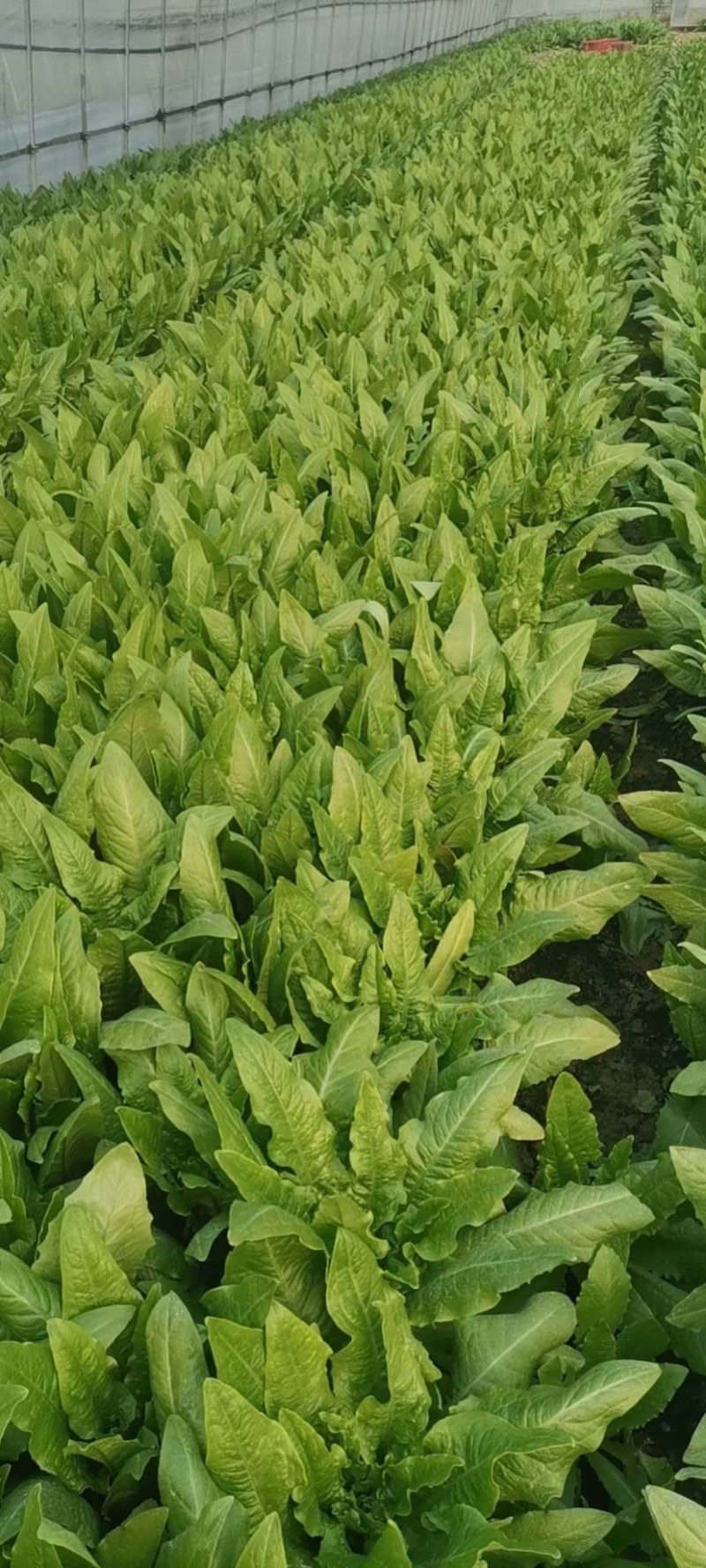 【精品】油麦菜新鲜供应批发档口商超市场供应链价低
