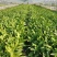 【精品】油麦菜新鲜供应批发档口商超市场供应链价低