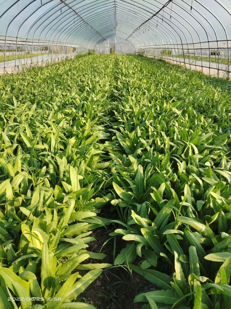 【精品】油麦菜新鲜供应批发档口商超市场供应链价低
