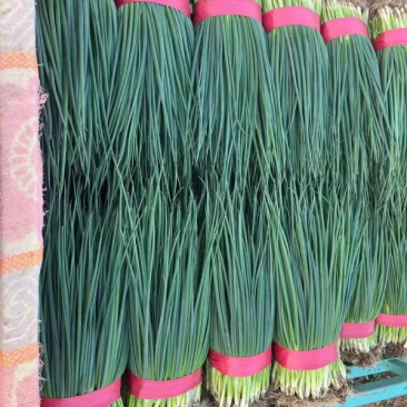【精品】小香葱高度为45厘米左右色泽翠绿，无虫无病害