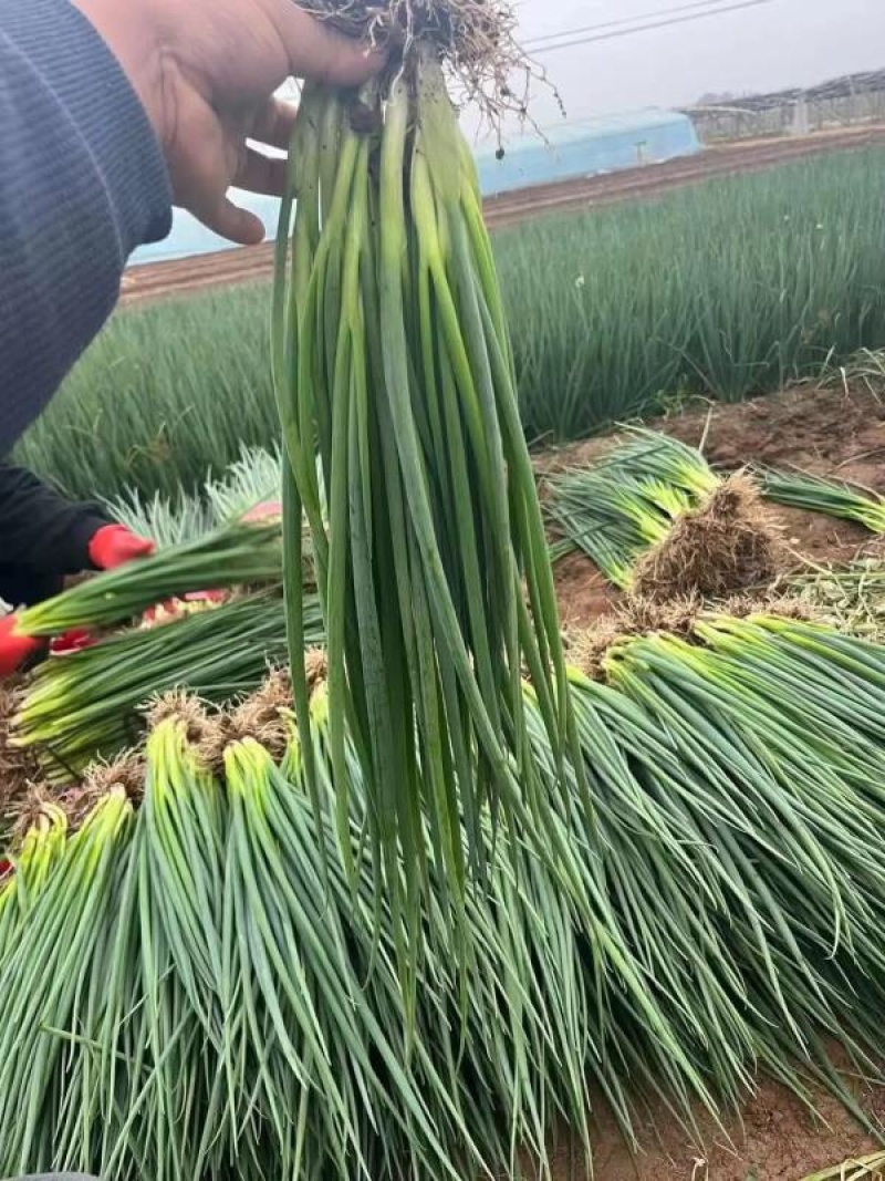 【精品】小香葱高度为45厘米左右色泽翠绿，无虫无病害