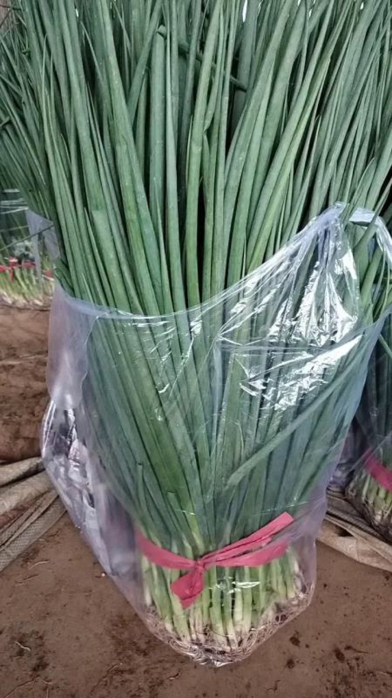 【精品】小香葱高度为45厘米左右色泽翠绿，无虫无病害