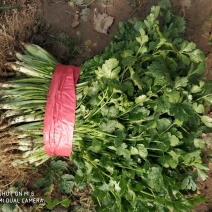 大叶香菜