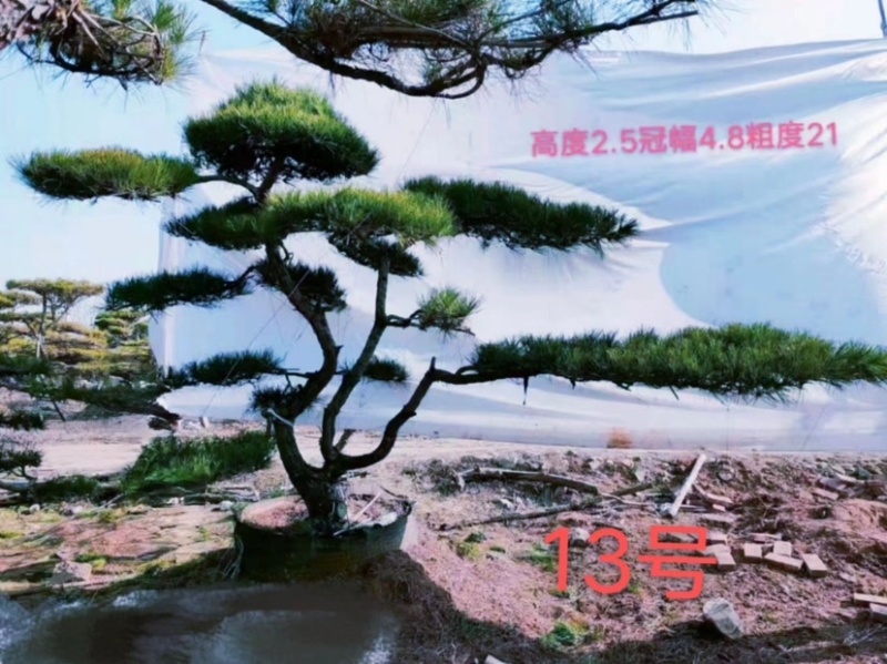 造型松，造型齐全，泰山黑松，欢迎大家！！