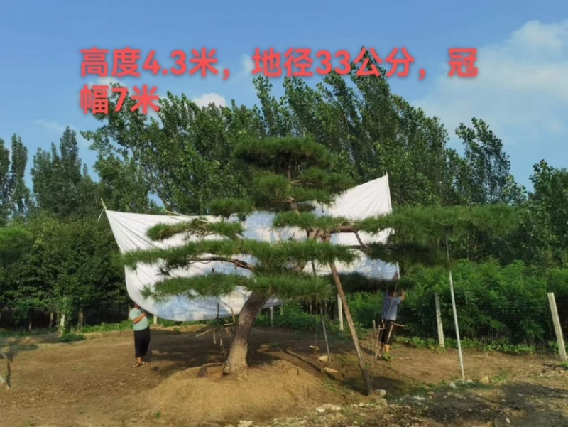 造型松，造型齐全，泰山黑松，欢迎大家！！