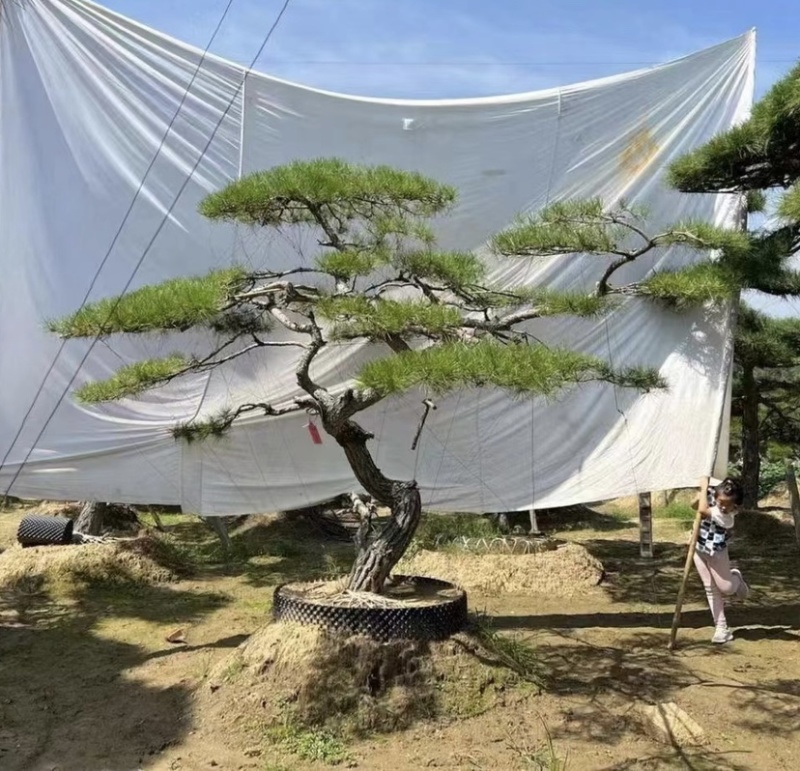 造型松，造型齐全，泰山黑松，欢迎大家！！