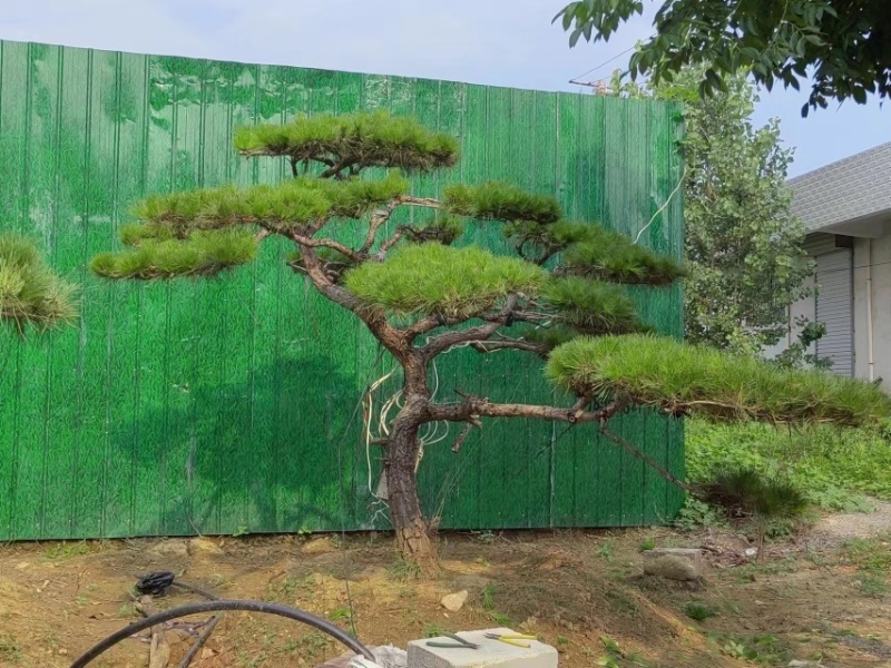 造型松，造型齐全，泰山黑松，欢迎大家！！