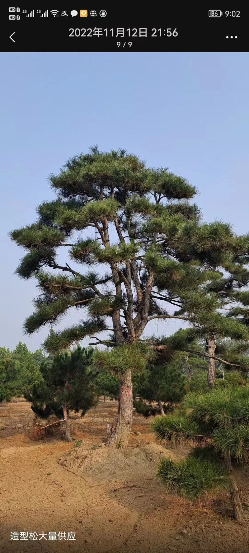 造型松，造型齐全，泰山黑松，欢迎大家！！