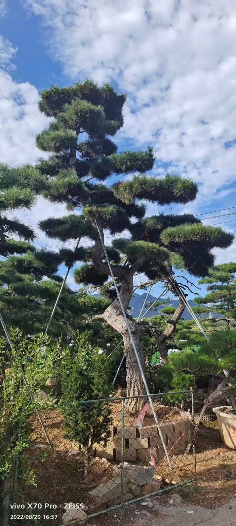造型松，造型齐全，泰山黑松，欢迎大家！！