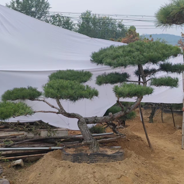 造型松，造型齐全，泰山黑松，欢迎大家！！