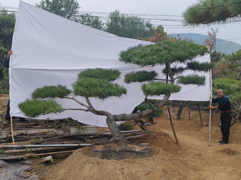 造型松，造型齐全，泰山黑松，欢迎大家！！
