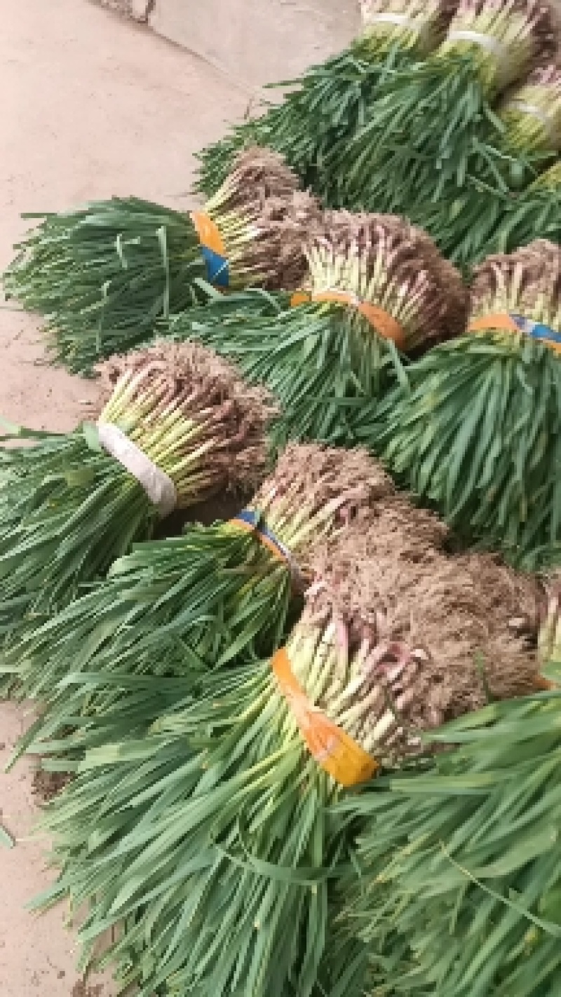 红根蒜苗（好货）产地看货装货，保质保量，欢迎大家来电订购