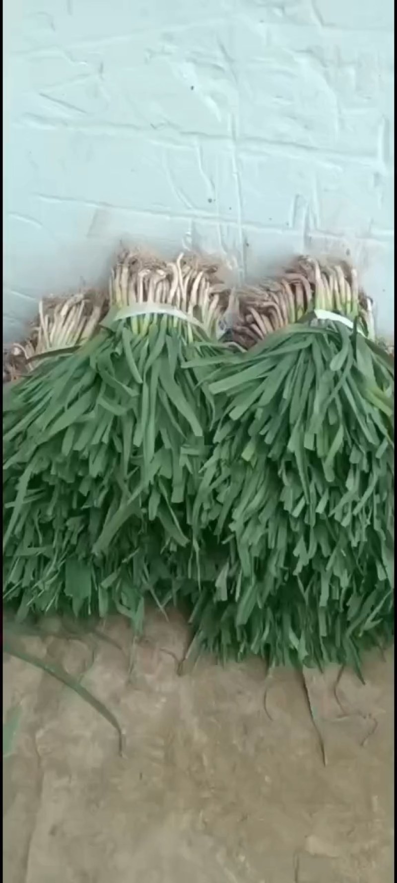 红根蒜苗（好货）产地看货装货，保质保量，欢迎大家来电订购