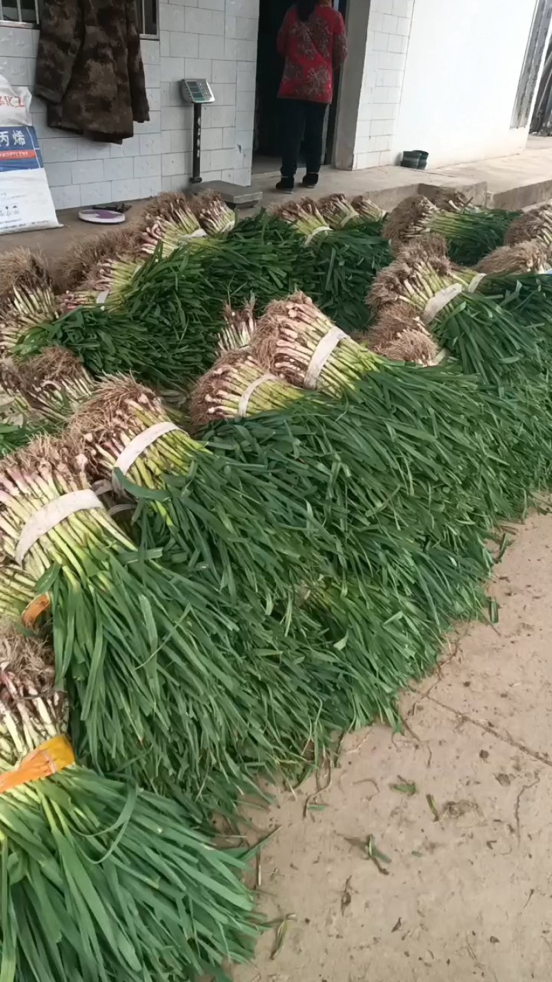 红根蒜苗（好货）产地看货装货，保质保量，欢迎大家来电订购