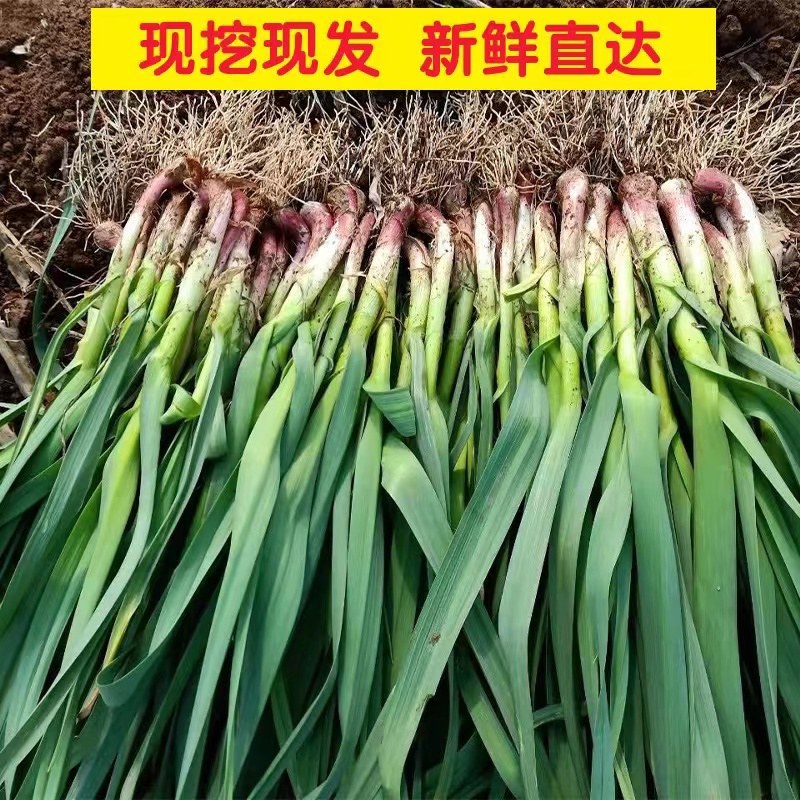 红根蒜苗（好货）产地看货装货，保质保量，欢迎大家来电订购
