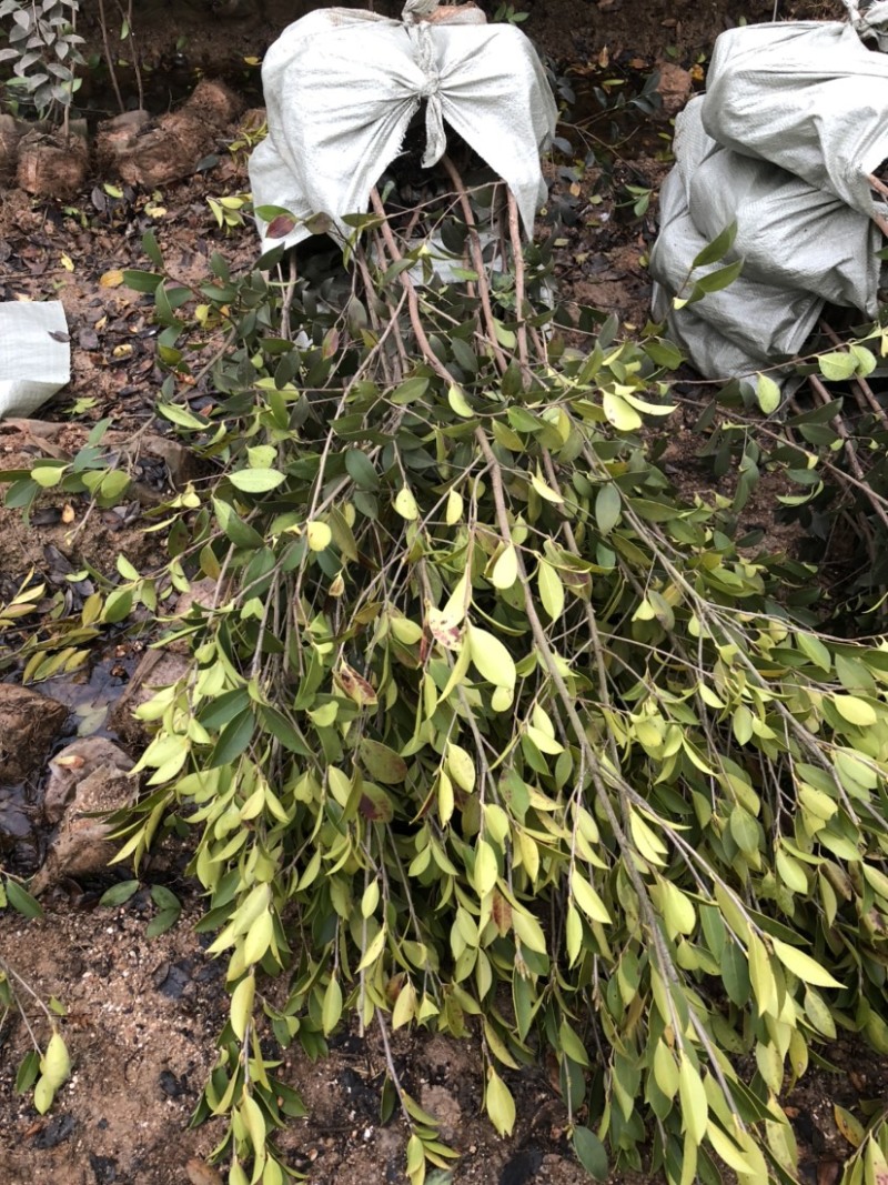 低价出售各种规格油茶苗！湘林210，长林53号等系列