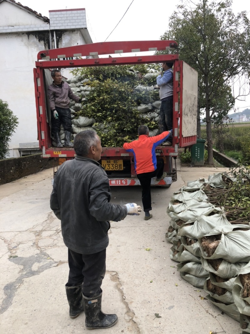 低价出售各种规格油茶苗！湘林210，长林53号等系列