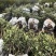 低价出售各种规格油茶苗！湘林210，长林53号等系列
