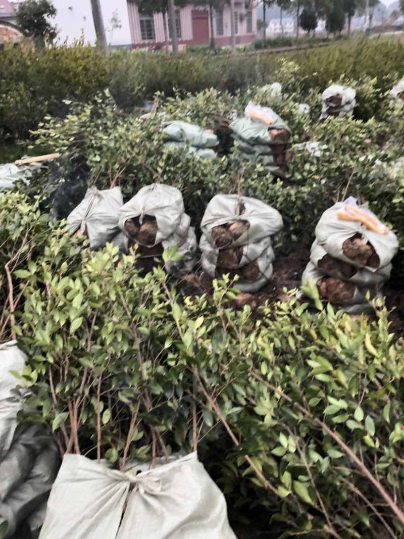 低价出售各种规格油茶苗！湘林210，长林53号等系列