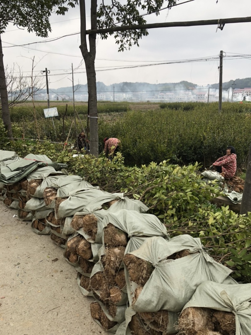 低价出售各种规格油茶苗！湘林210，长林53号等系列