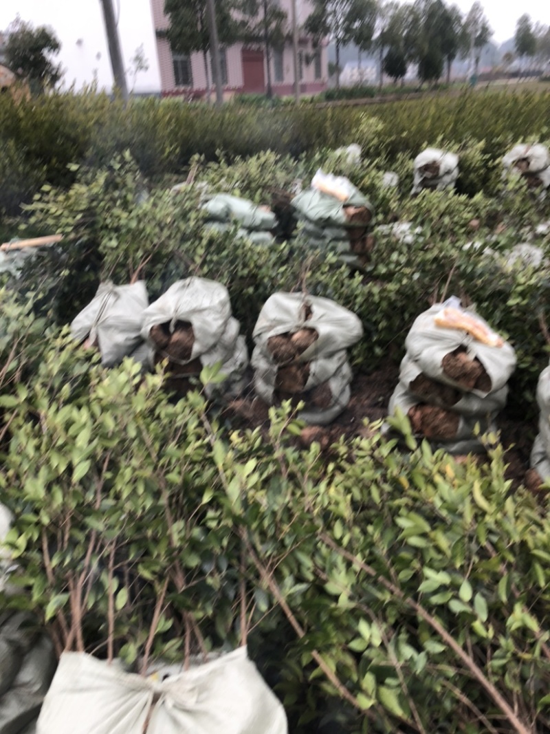 低价出售各种规格油茶苗！湘林210，长林53号等系列