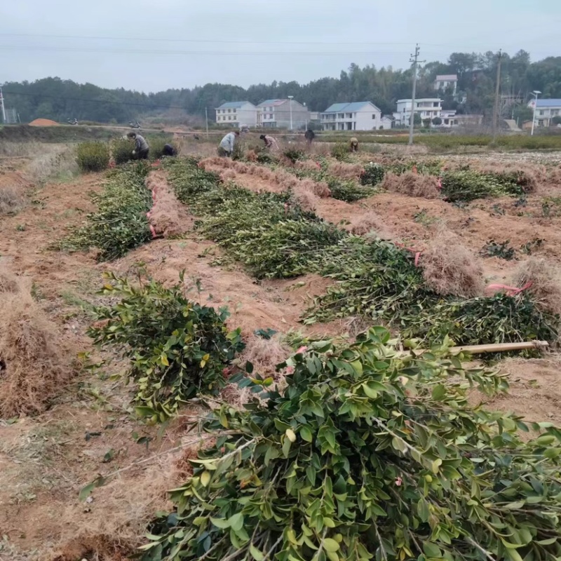 低价出售各种规格油茶苗！湘林210，长林53号等系列