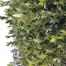 低价出售各种规格油茶苗！湘林210，长林53号等系列