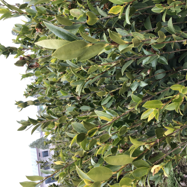 低价出售各种规格油茶苗！湘林210，长林53号等系列