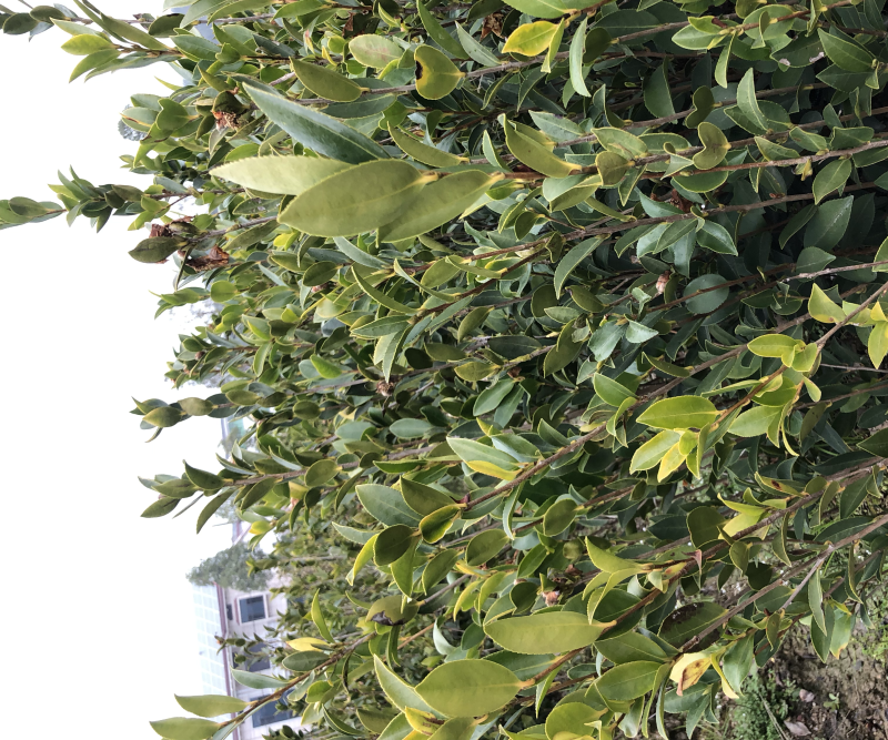 低价出售各种规格油茶苗！湘林210，长林53号等系列