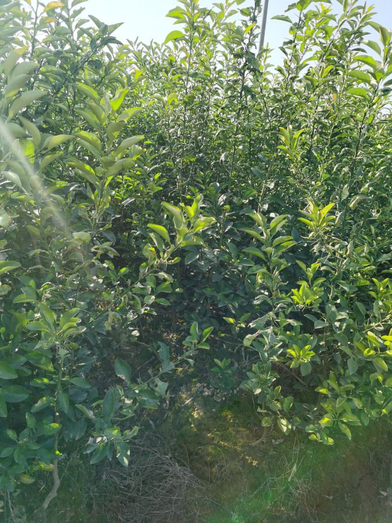 枳壳苗，枳壳药材原生直播苗，产地直发，现挖现发