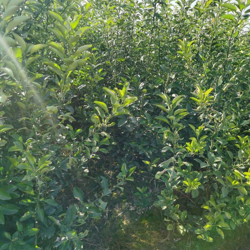 枳壳苗，枳壳药材原生直播苗，产地直发，现挖现发