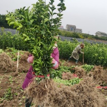 湘枳壳苗，枳壳药材嫁接苗，药材种苗，湖南药材苗