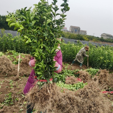 湘枳壳苗，枳壳药材嫁接苗，药材种苗，湖南药材苗
