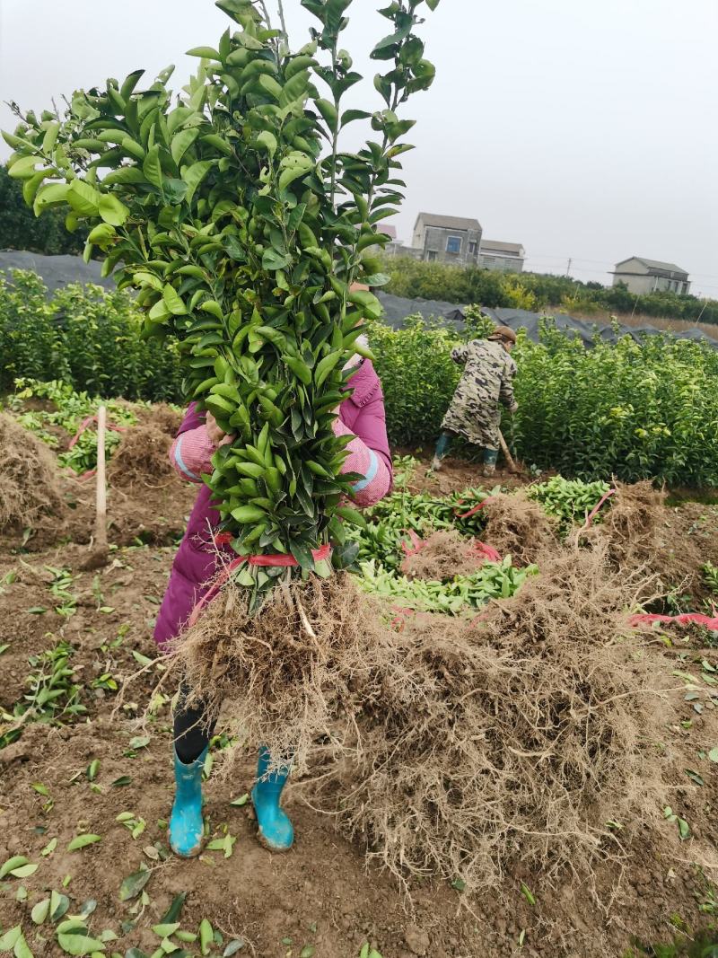 湘枳壳苗，枳壳药材嫁接苗，药材种苗，湖南药材苗