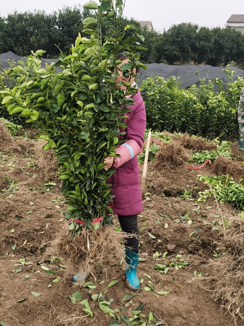 湘枳壳苗，枳壳药材嫁接苗，药材种苗，湖南药材苗