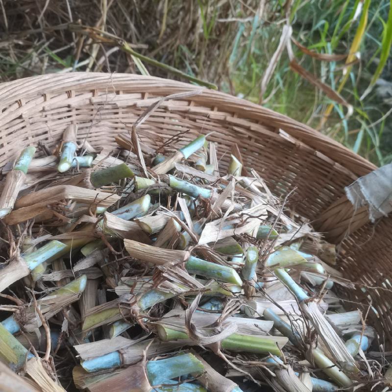 甜象草巨菌草皇竹草红象草