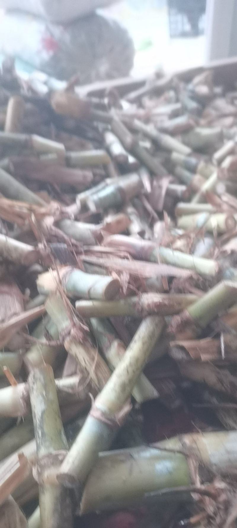 甜象草巨菌草皇竹草红象草