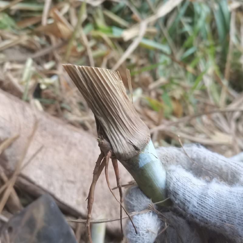 甜象草巨菌草皇竹草红象草