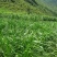 无毛甜象草种节皇竹草巨菌草巴西红象草高产牧草一年四季耐寒