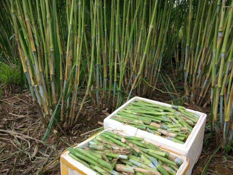 无毛甜象草种节皇竹草巨菌草巴西红象草高产牧草一年四季耐寒
