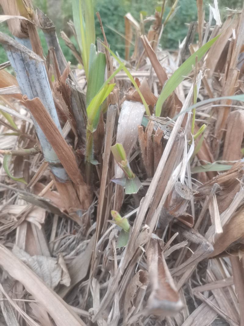 无毛甜象草种节皇竹草巨菌草巴西红象草高产牧草一年四季耐寒