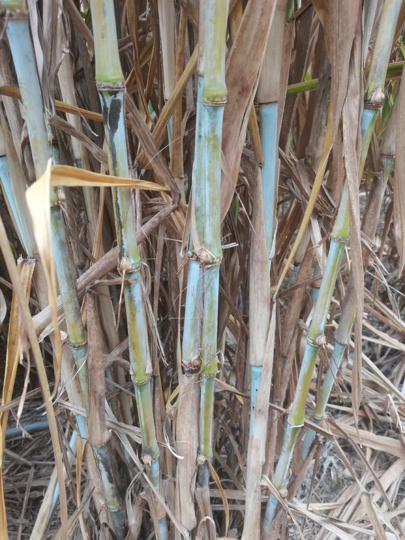 无毛甜象草种节皇竹草巨菌草巴西红象草高产牧草一年四季耐寒