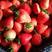 奶油草莓一手货源，量大从优，可视频看货，欢迎电话联系