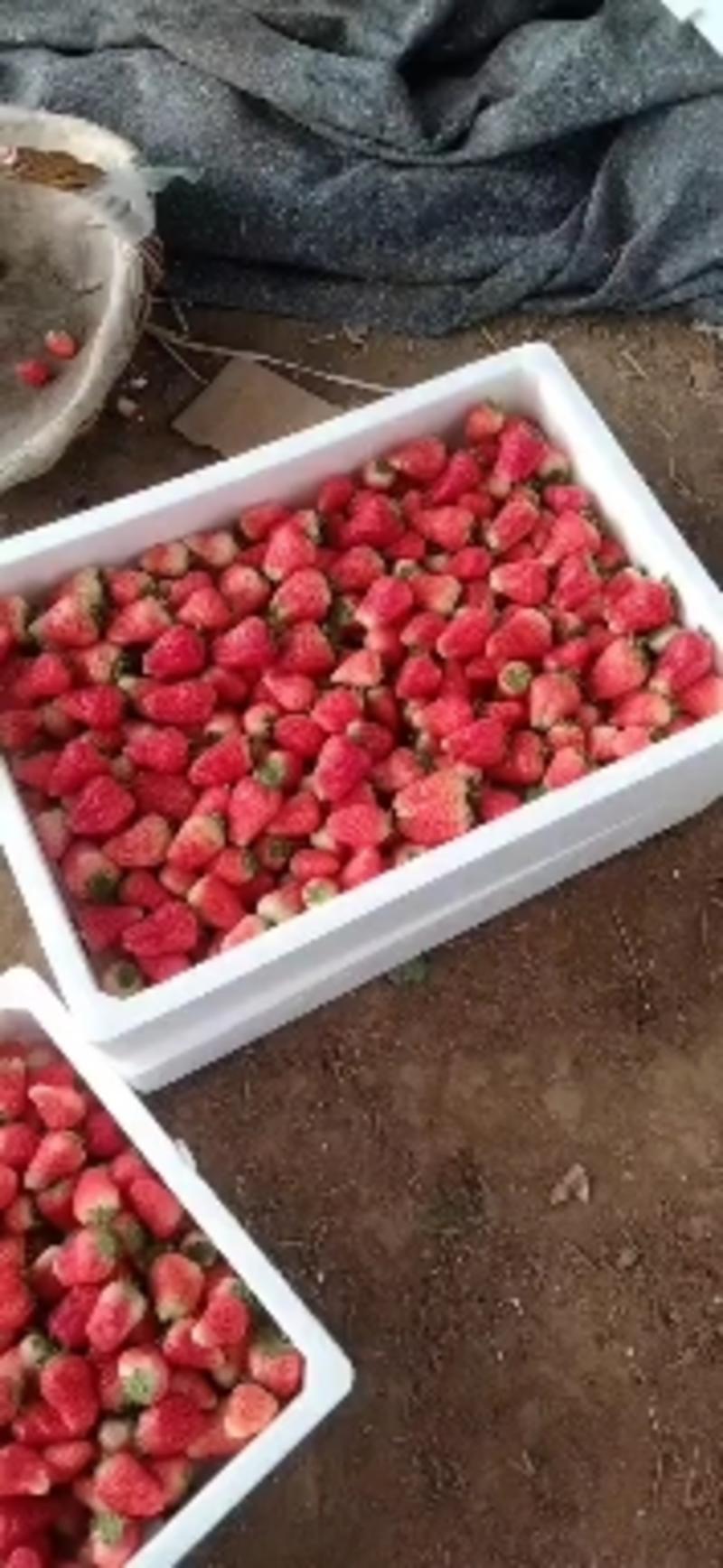 奶油草莓一手货源，量大从优，可视频看货，欢迎电话联系