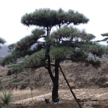 造型黑松，造型油松景观松山东造型松基地现挖现货