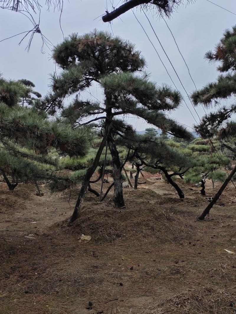 造型黑松，造型油松景观松山东造型松基地现挖现货