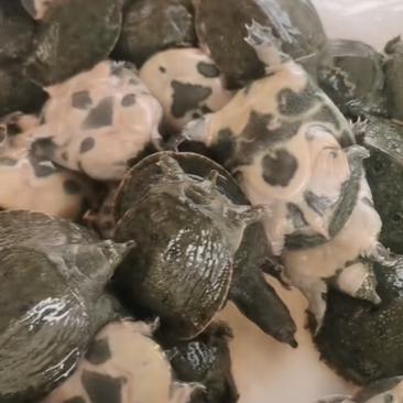 草龟，甲鱼巴西龟，各种规格大小，价格实惠
